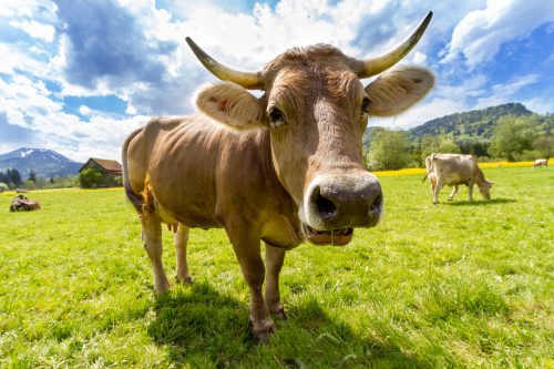 Cow Pasture Animal Almabtrieb