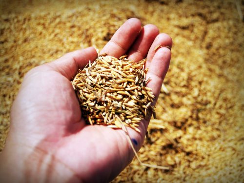 Jasmine Rice Seed Farmer Hand