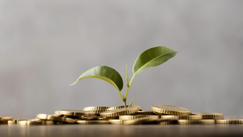 Front View Plant Growing From Golden Coins