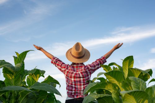 Agriculture For A Joyful Young Woman In A Tobacco Plantation.