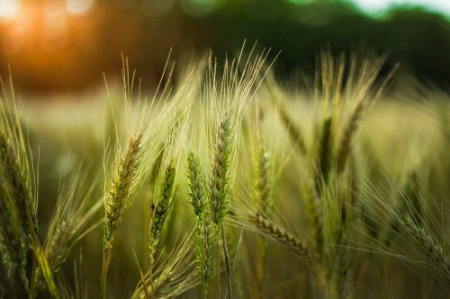 Selective Focus Shot Of Some Wheat In A Field
